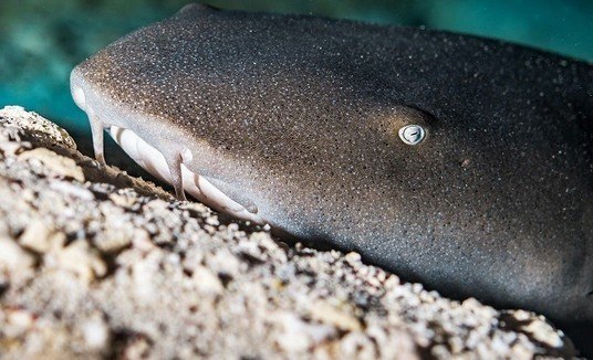 Pesquisadores revelam: tubarões de Miami estão ficando obesos? Verdadeiro (Malek Bee/ Unsplash)